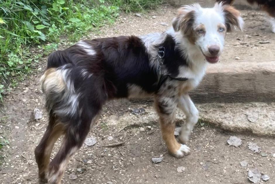 Vermisstmeldung Hund  Weiblich , 1 jahre Entraunes Frankreich