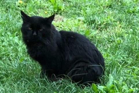 Fundmeldung Katze Unbekannt Saint-Jeannet Frankreich