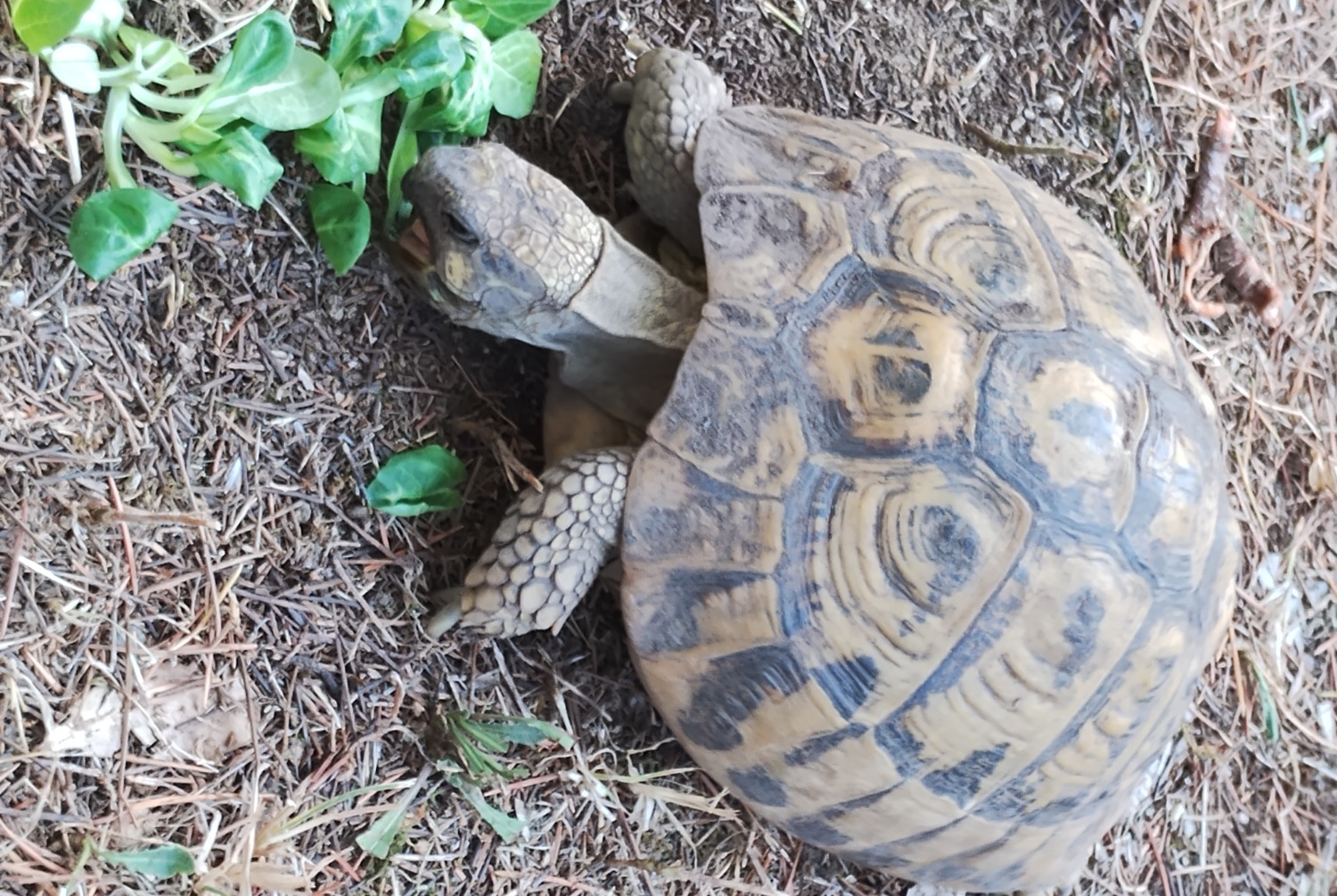 Vermisstmeldung Schildkröte Weiblich , 2024 jahre Parignargues Frankreich