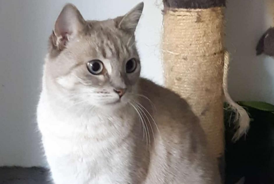 Disappearance alert Cat miscegenation Female , 8 years Boutigny-sur-Essonne France