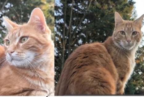 Disappearance alert Cat Male , 4 years Fontenay-sur-Loing France