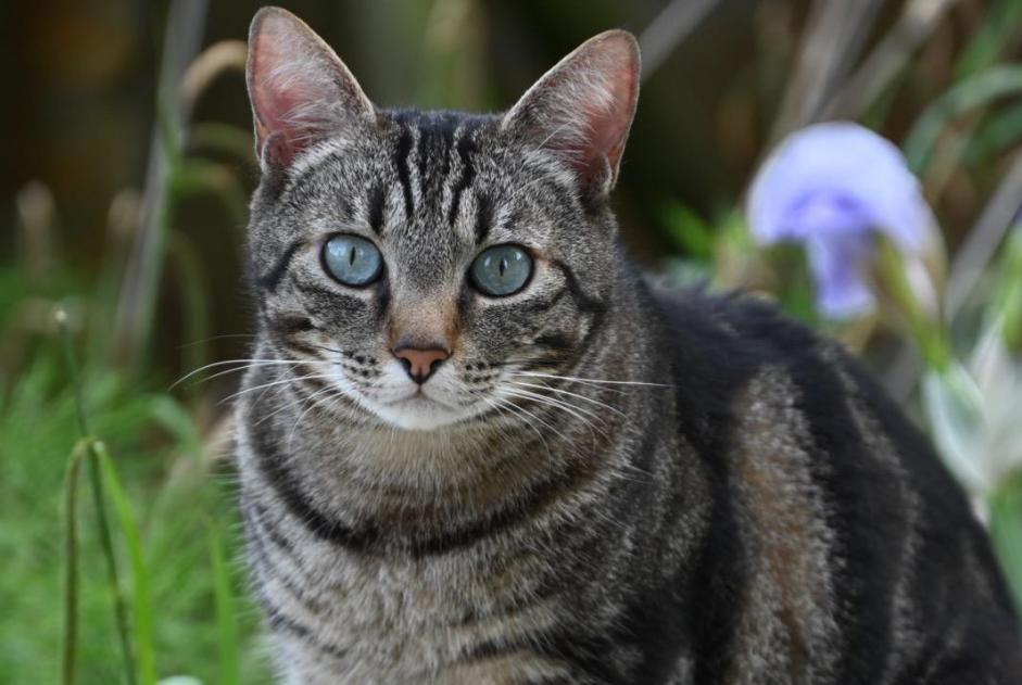 Disappearance alert Cat Male , 7 years Entraigues-sur-la-Sorgue France