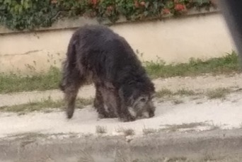 Discovery alert Dog Unknown Lunery France