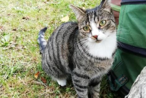 Alerta de Desaparición Gato  Hembra , 4 años Niergnies Francia