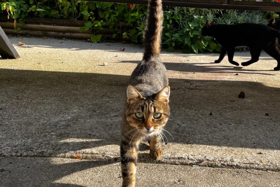 Alerta de Hallazgo Gato Hembra Saint-Loup-des-Chaumes Francia