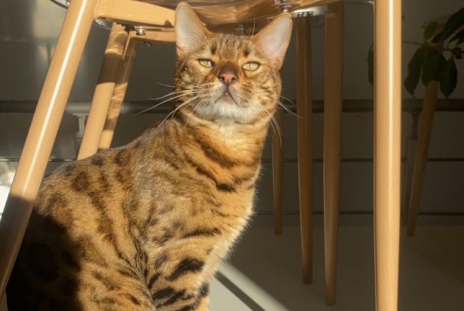 Avviso scomparsa Gatto  Maschio , 4 anni Nîmes Francia