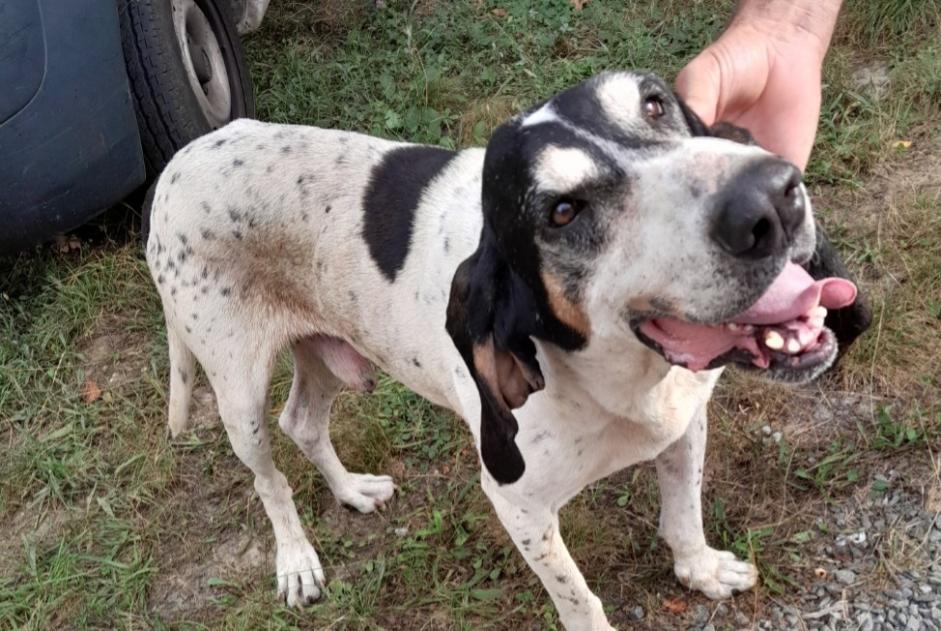 Alerta descoberta Cão  Macho Bellegarde-Marsal France